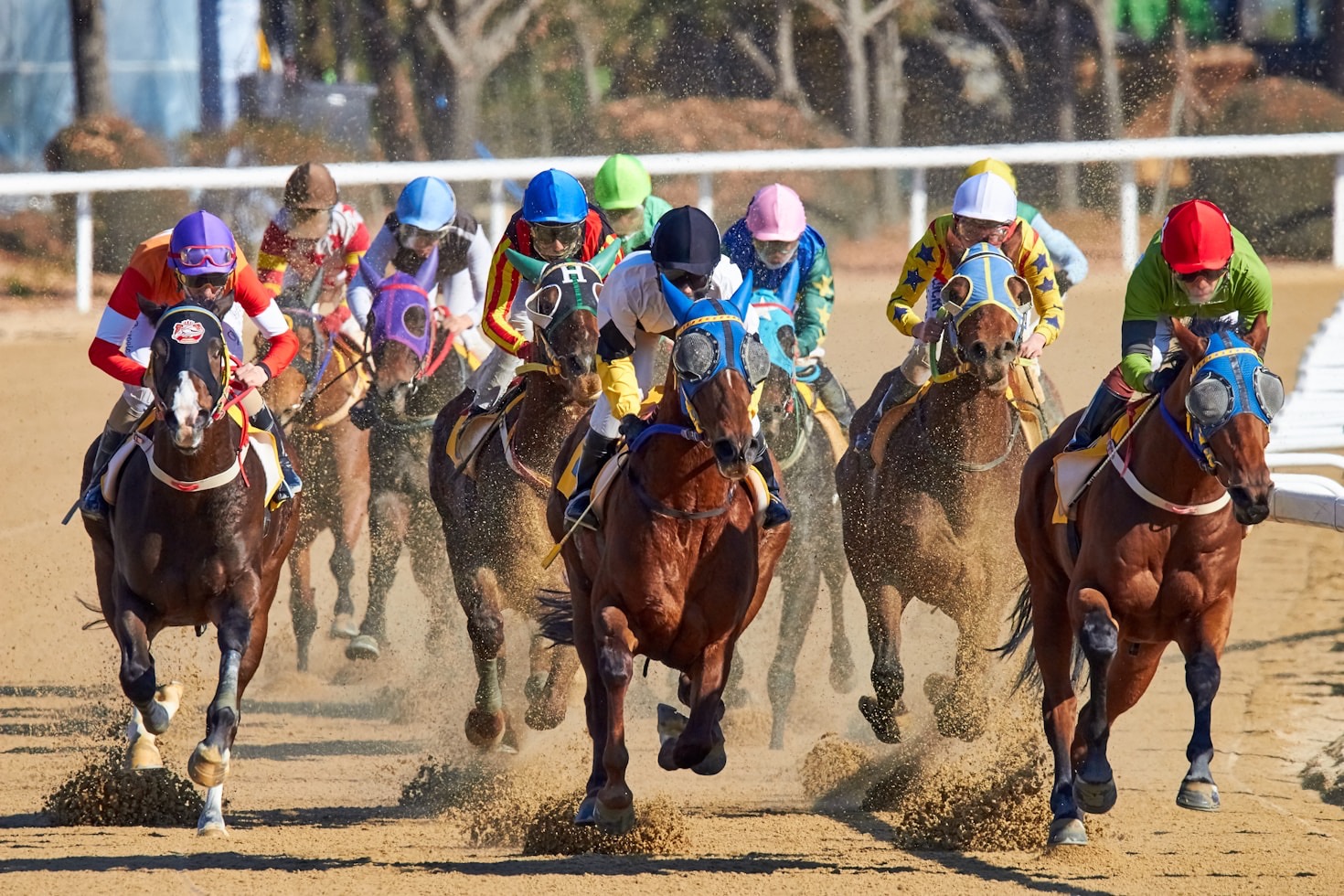 Meet Our Horses: Stars of the Racing World - Montefeltro Racing